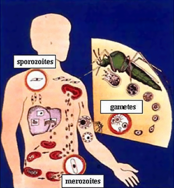 Chu trình lây bệnh sốt rét (ảnh minh hoạ)